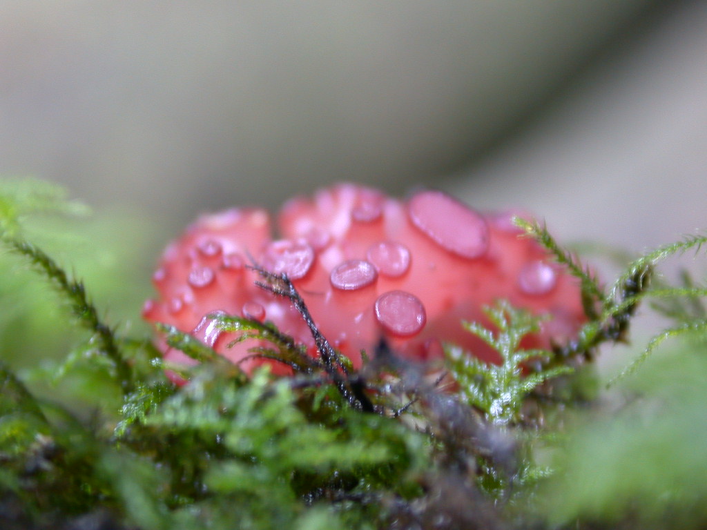 Sconosciuto (cfr. Ascocoryne sp.)